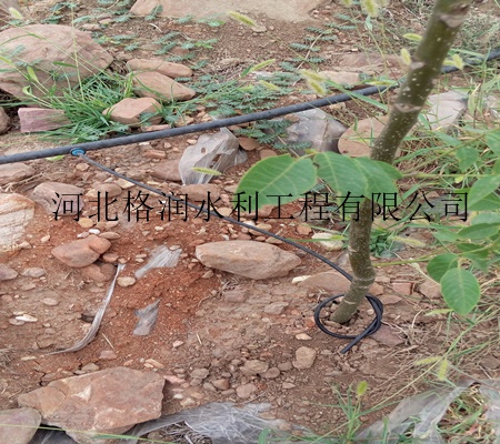 园林绿化PE管内蒙小管出流灌溉安装技术 果树滴灌