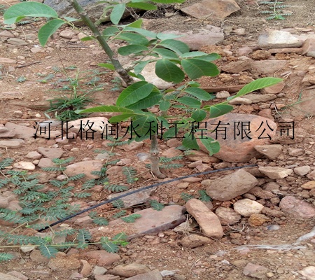 山西太原市稳流器价格 太原果树滴灌配套齐全
