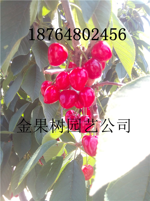 重庆酉阳矮化樱桃苗哪里有