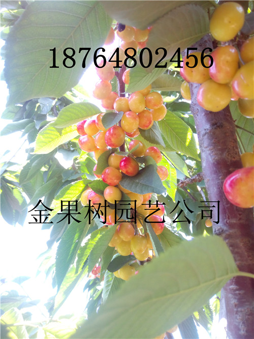 焦作樱桃苗厂家泰安金果树园艺