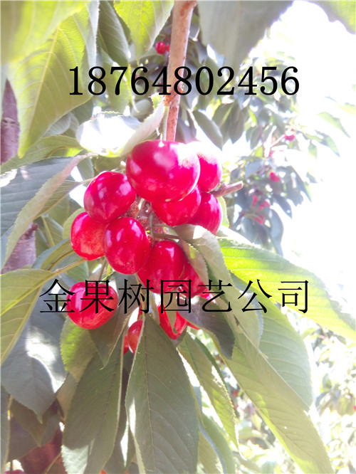 重庆酉阳矮化樱桃苗哪里有