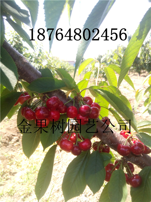 广西防城港港口矮化樱桃苗哪里有