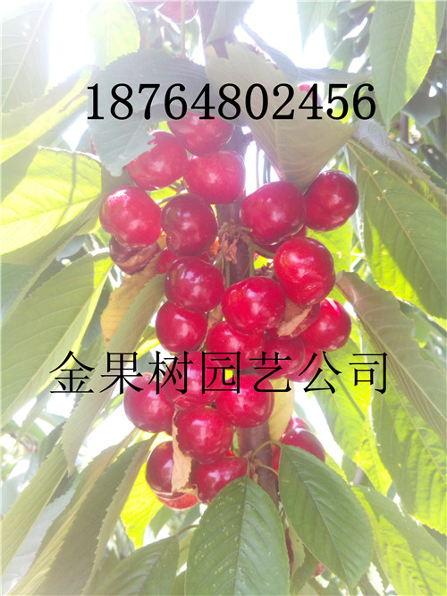 贵州六盘水水城县樱桃树苗基地