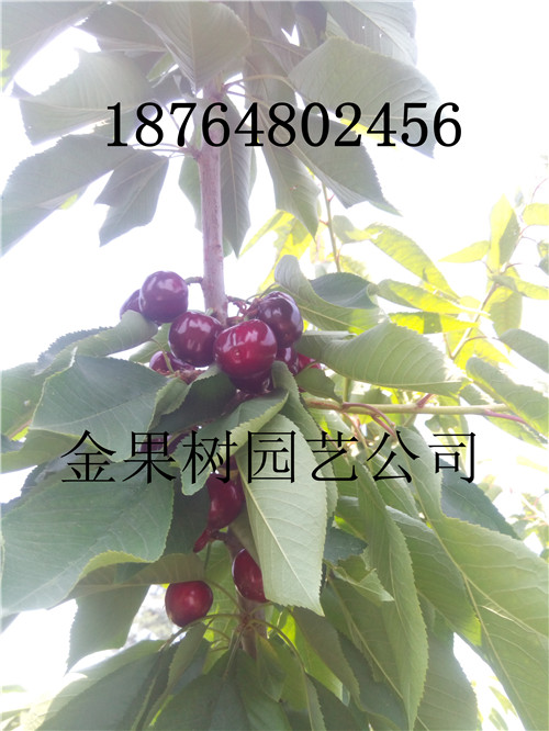 甘肃张掖甘州矮化樱桃苗哪里有