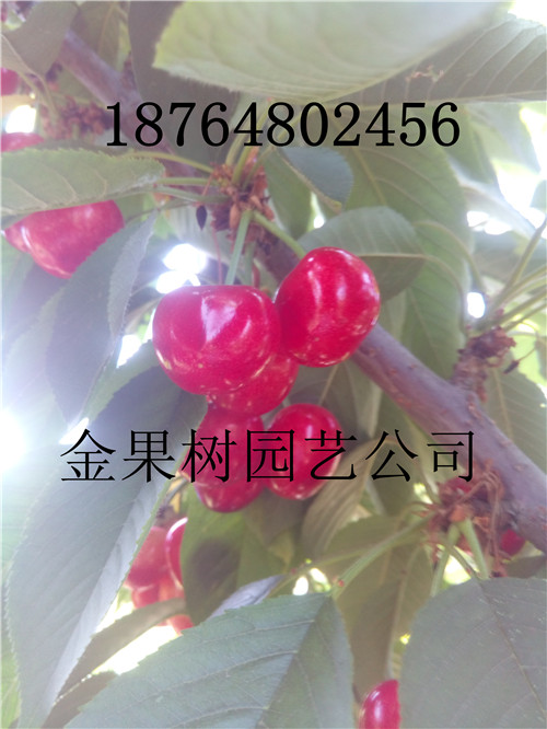辽宁鞍山台安县樱桃苗价格