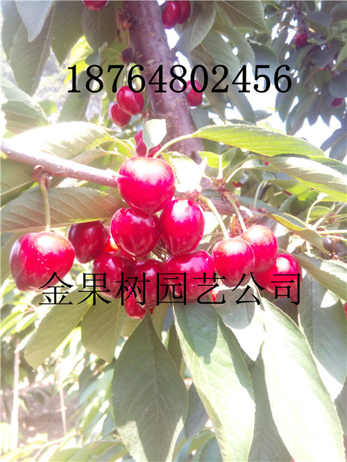 广西防城港港口矮化樱桃苗哪里有