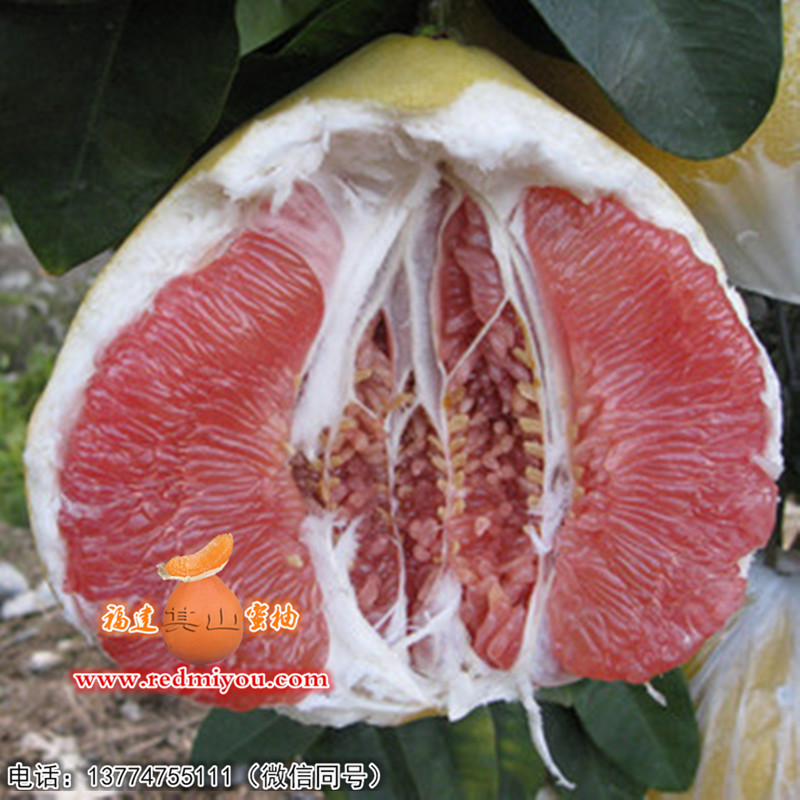 正宗红心蜜柚苗专业销售：供应福建口碑好的  大三红蜜柚苗