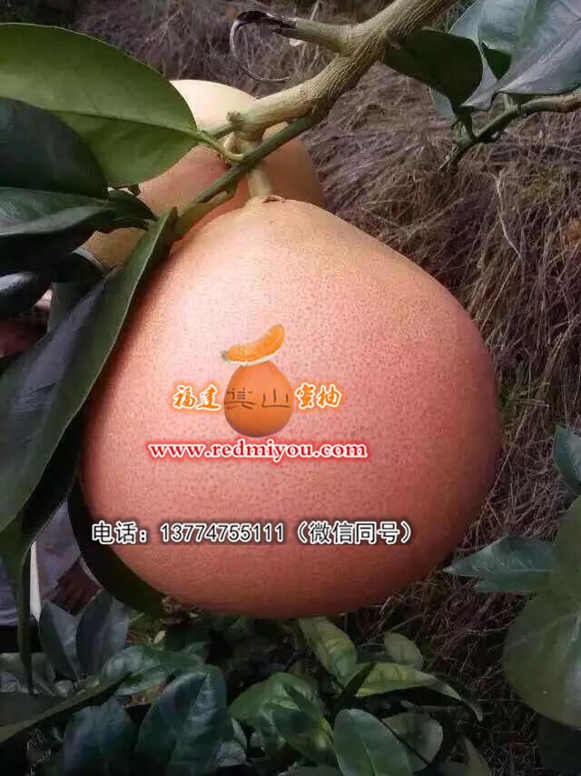 重庆红心柚子苗 在哪能买到品种纯的三红蜜  三红蜜柚苗  三红蜜柚苗价格  三红柚子苗价钱