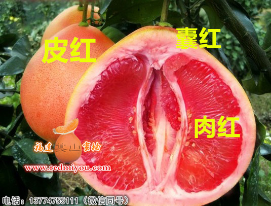 福建三红蜜柚苗价格信息 哪里有三红蜜柚苗  三红柚子苗价钱
