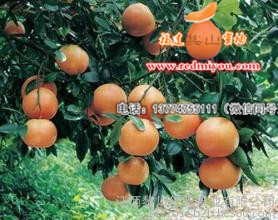中国葡萄柚苗基地 在哪能买到抢手的葡萄柚  甜葡萄柚苗  金桔蜜柚苗