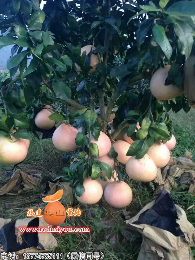 价格合理的三红柚子苗|新型三红柚子苗出售  福建三红柚子苗  哪里有三红柚子苗