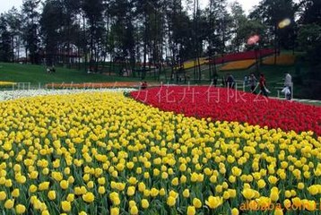 出色的盆栽郁金香种球供应商就在德阳：福建&nbsp;&nbsp;一串红种子&nbsp;&nbsp;矮串红种子