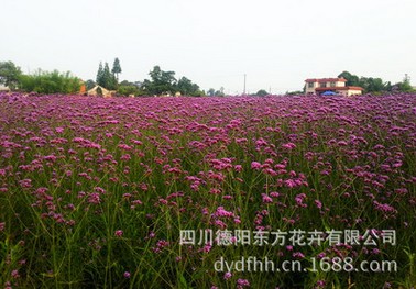 德阳规模大的景观种子提供商_景观种子哪家 柳叶马鞭草 柳叶马鞭草种子