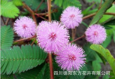 德阳价格合理的盆栽含羞草·厂家直销:草花 含羞草种子 阳台盆栽