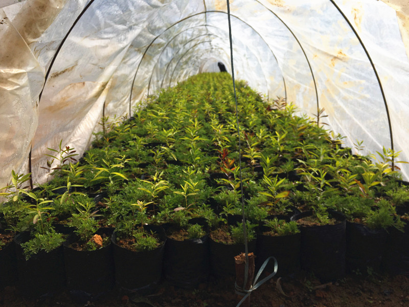 在哪能买到口碑好的印度檀香苗_檀香木批发 印度檀香木