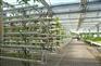 巢湖大棚|合肥建野大棚厂家|蔬菜大棚