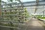 蔬菜大棚_宣城大棚_合肥建野大棚厂家(多