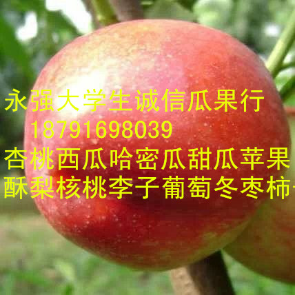 陕西油桃代办陕西极早熟油桃基地中油5号油桃产地  陕西油桃产地批发  陕西中油4号油桃批发  陕西曙光油桃批发