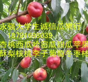 陕西油桃批发陕西油桃价格陕西油桃产地批发  陕西油桃基地价格