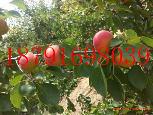 陕西杏子批发陕西太平红杏子批发太平红杏子产地批发