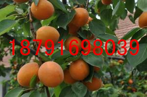 陕西金太阳杏子批发金太阳杏基地金太阳杏价格  大荔县金太阳杏基地  大荔县金太阳杏批发