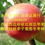 陕西油桃批发陕西油桃价格陕西油桃产地批发