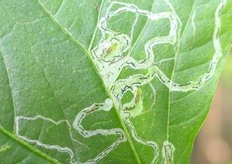 施达优供应专杀云南抗性斑潜蝇&nbsp;&nbsp;斑潜蝇特效药&nbsp;&nbsp;黄瓜鬼画符杀虫剂&nbsp;&nbsp;蔬菜斑潜蝇专用药