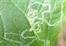 施达优供应专杀云南抗性斑潜蝇