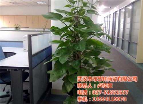绿植租摆报价|鹿泉市绿植租摆|绿艺轩(图  绿植租摆出租  绿植租摆服务商