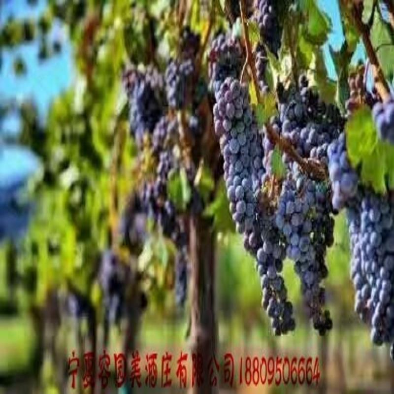优质喜宴用酒哪家好-喜宴用酒厂家电话-贵&nbsp;&nbsp;天津喜宴用酒&nbsp;&nbsp;银川喜宴用酒批发