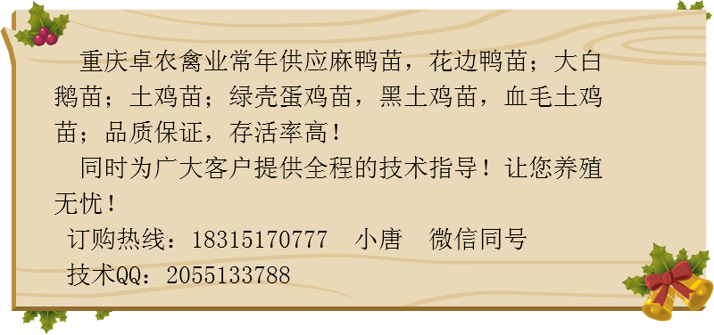 贵阳香鸡苗批发；贵阳香鸡苗价格；求购黑鸡苗