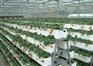 安丘种植槽、泰润机械、种植槽