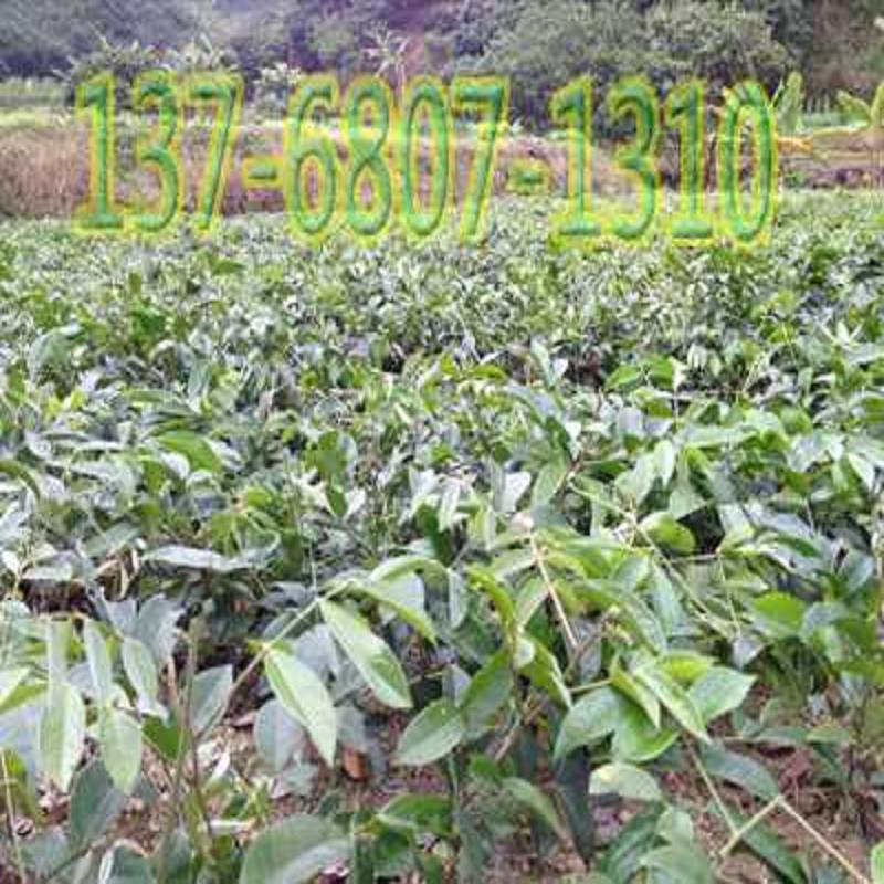 牛大力种苗批发 广西优质牛大力种苗种植基  纯正牛大力种苗种