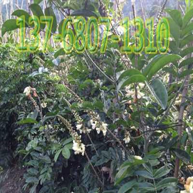 钦州牛大力种子 钦州市牛大力种苗种子批发  牛大力种苗价格优  优质牛大力种苗价  钦州牛大力种苗