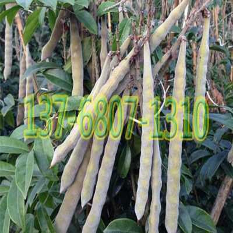 甘甜牛大力苗鲜块根 供应甘甜牛大力苗 广  甘甜牛大力苗批发  广西甘甜牛大力苗  钦州甘甜牛大力苗