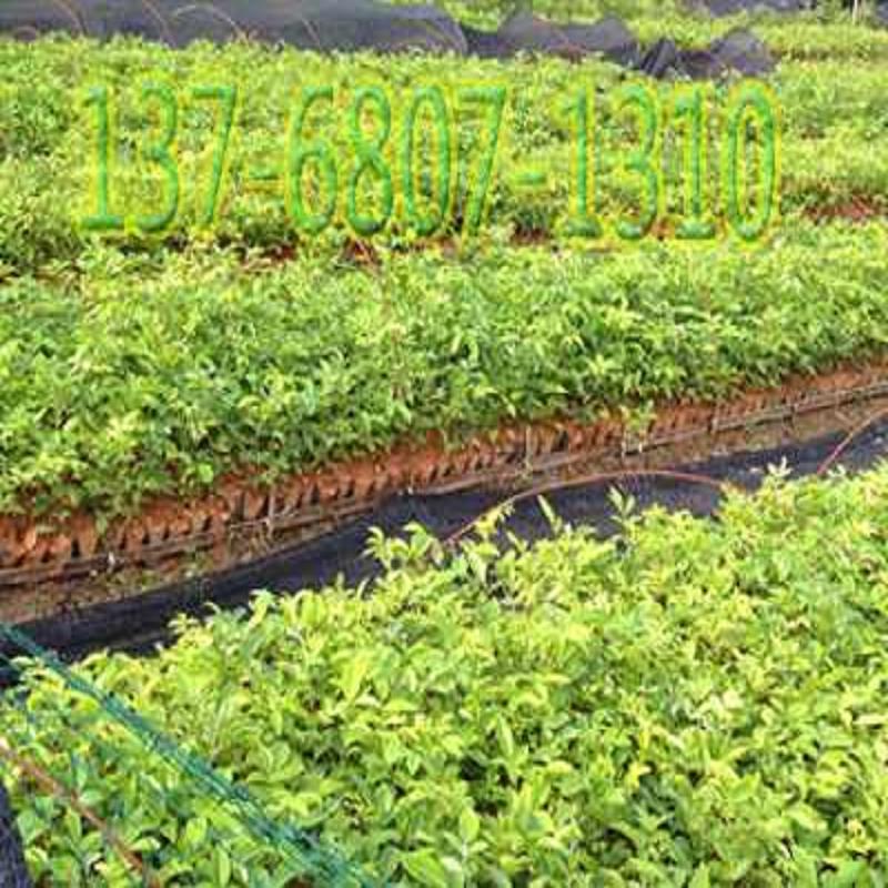 正品南粤牛大力价格便宜_南粤牛大力厂家价  正品南粤牛大力哪  优质南粤牛大力哪  南粤牛大力哪家好