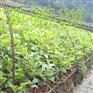 广西牛大力种苗种植基地_甘甜牛大力种苗价