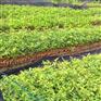 正品南粤牛大力价格便宜-优质南粤牛大力价