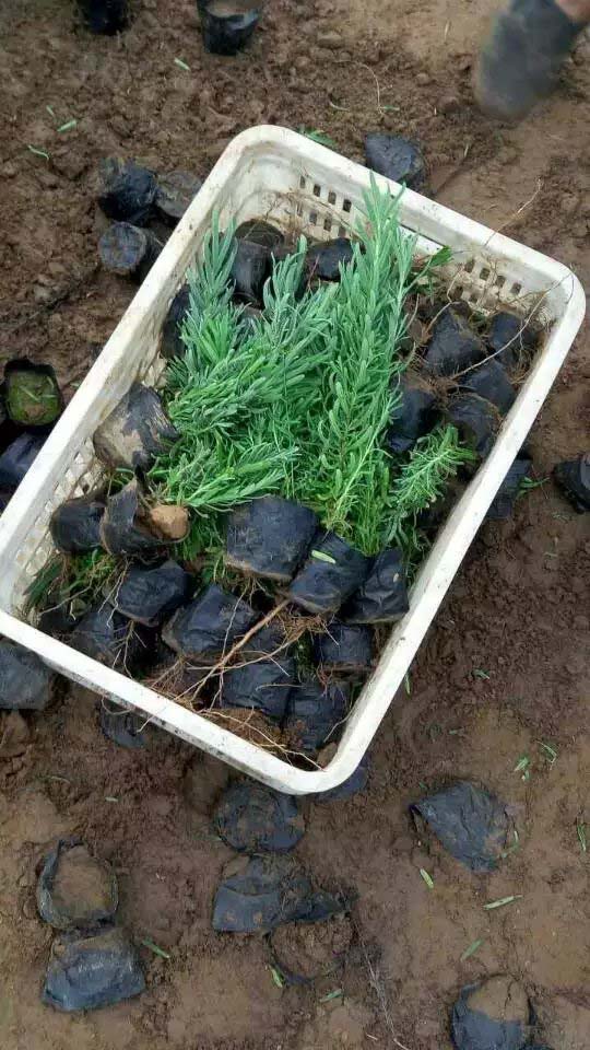 山东薰衣草小苗价格