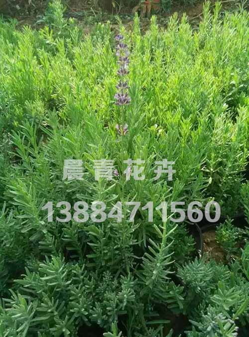 青州薰衣草小苗批发价格