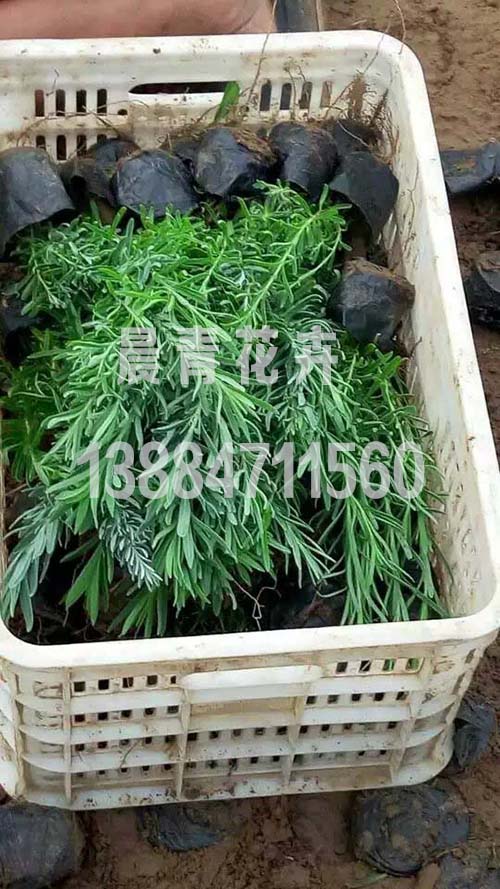 薰衣草小苗种植培育
