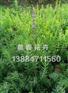 青州薰衣草小苗批发价格