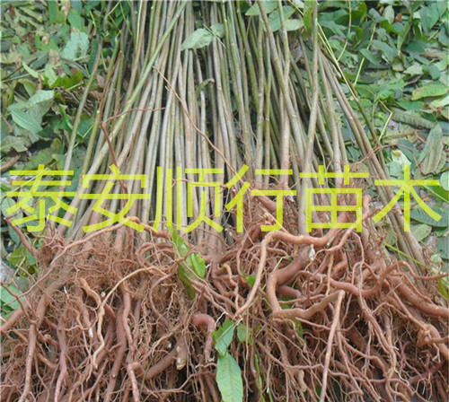 云南玉溪春芽苗基地