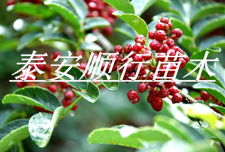 广西壮族自治区花椒小苗基地