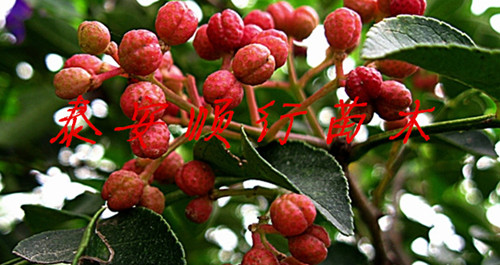 广东花椒小苗基地