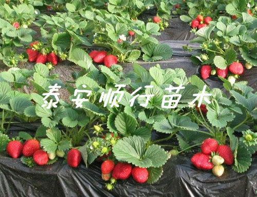 江苏南京四季草莓苗哪里有