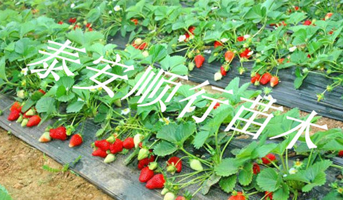 江苏南京四季草莓苗哪里有