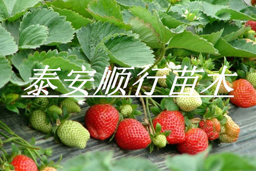 江苏南京四季草莓苗哪里有