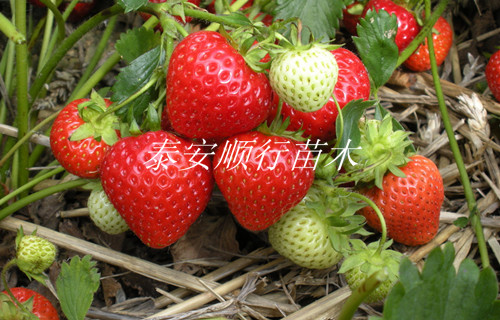 江苏南京四季草莓苗哪里有