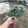 花椒芽苗批发